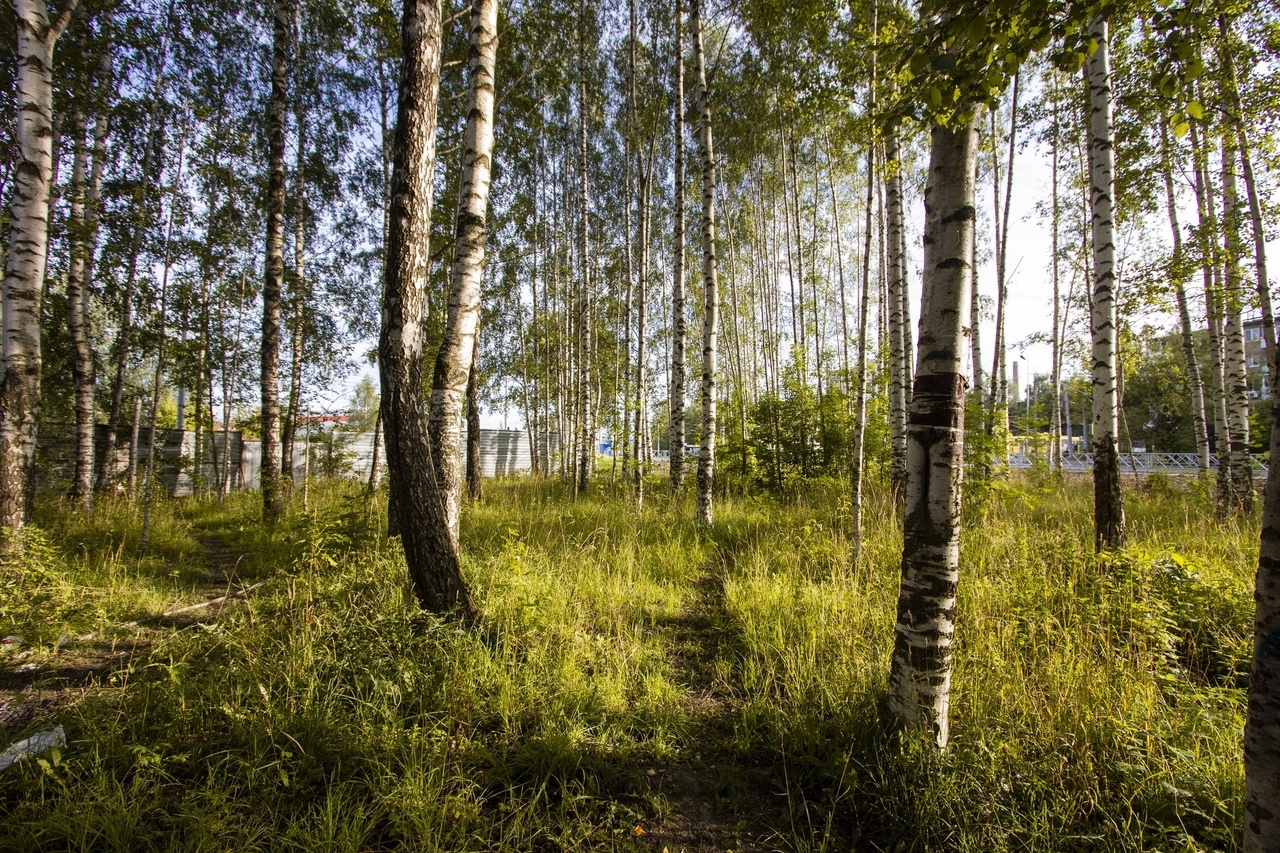 Власти Рыбинска признали законным предоставление земли чиновнице
