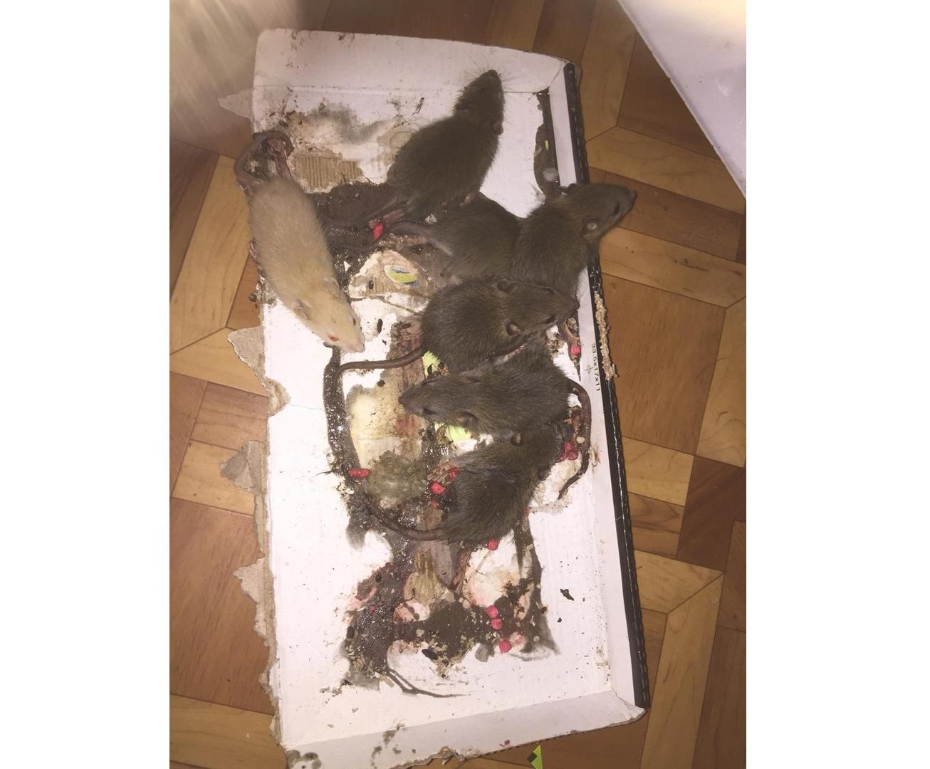 Жильцы дома в Дзержинском районе Ярославля сообщили о нашествии крыс в квартиры