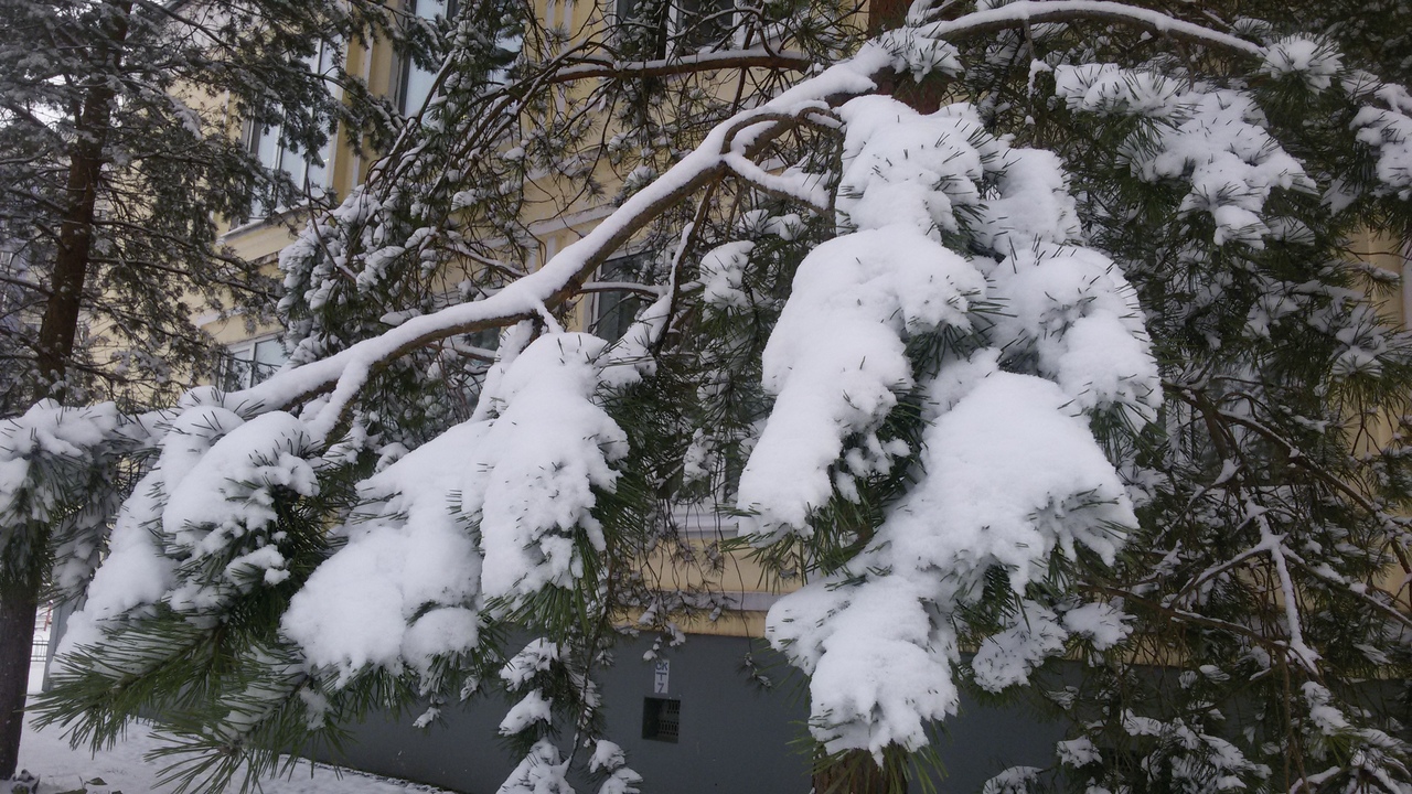 Ярославцы делятся фотографиями первого снега: кадры