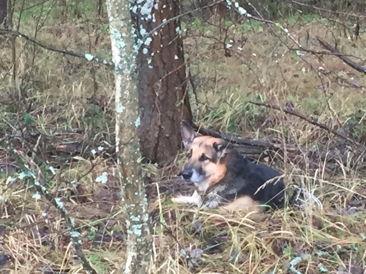 В Ярославле брошенному в лесу псу нашли новых хозяев