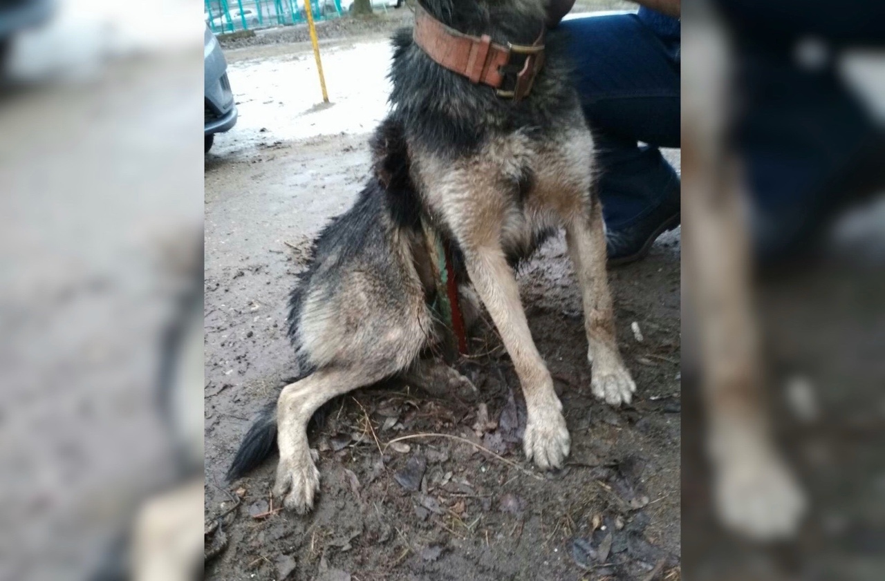 В Ростове сотрудники МЧС спасли собаку, которую проткнуло арматурой: видео