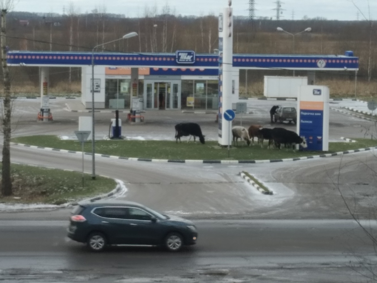 «Брагинские телочки»: в Ярославле коровы пришли пастись поближе к топливу