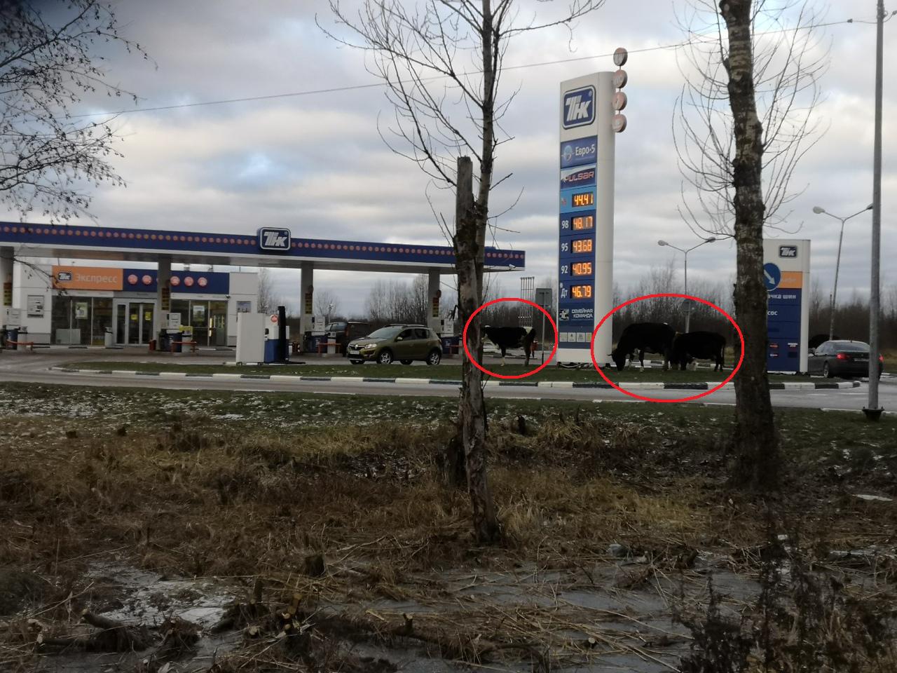 «Брагинские телочки»: в Ярославле коровы пришли пастись поближе к топливу