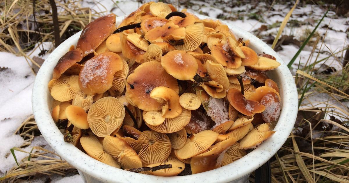 Депутат нашел в Ярославской области грибы-подснежники