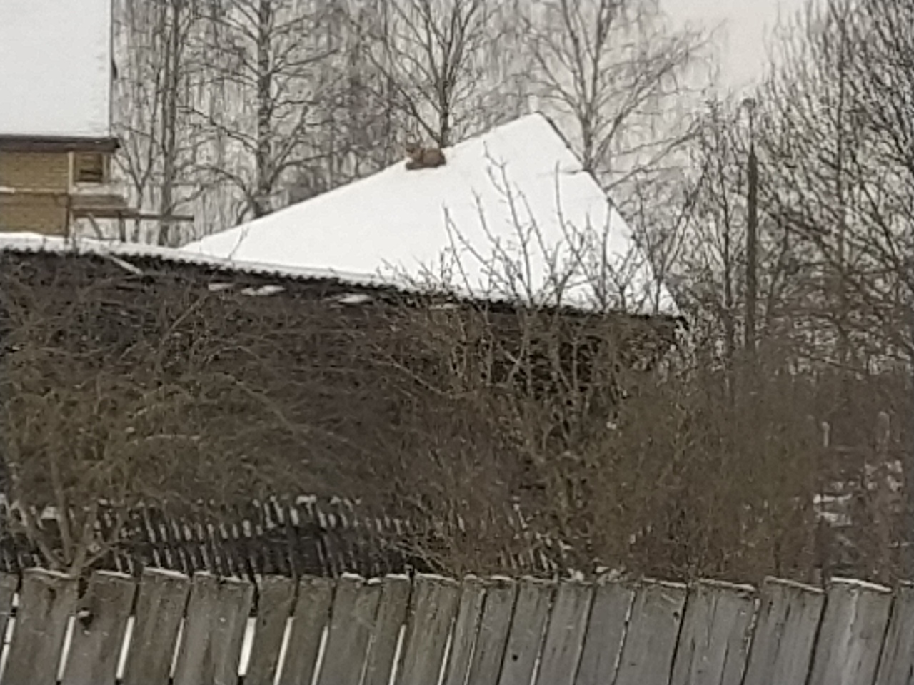 В Рыбинске лиса выбрала местом для трапезы одну из крыш: видео