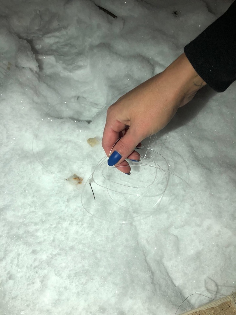 В Ярославле на уток охотятся, как на рыб