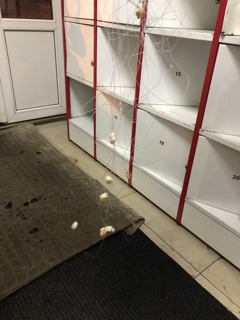 В Ярославле на уток охотятся, как на рыб