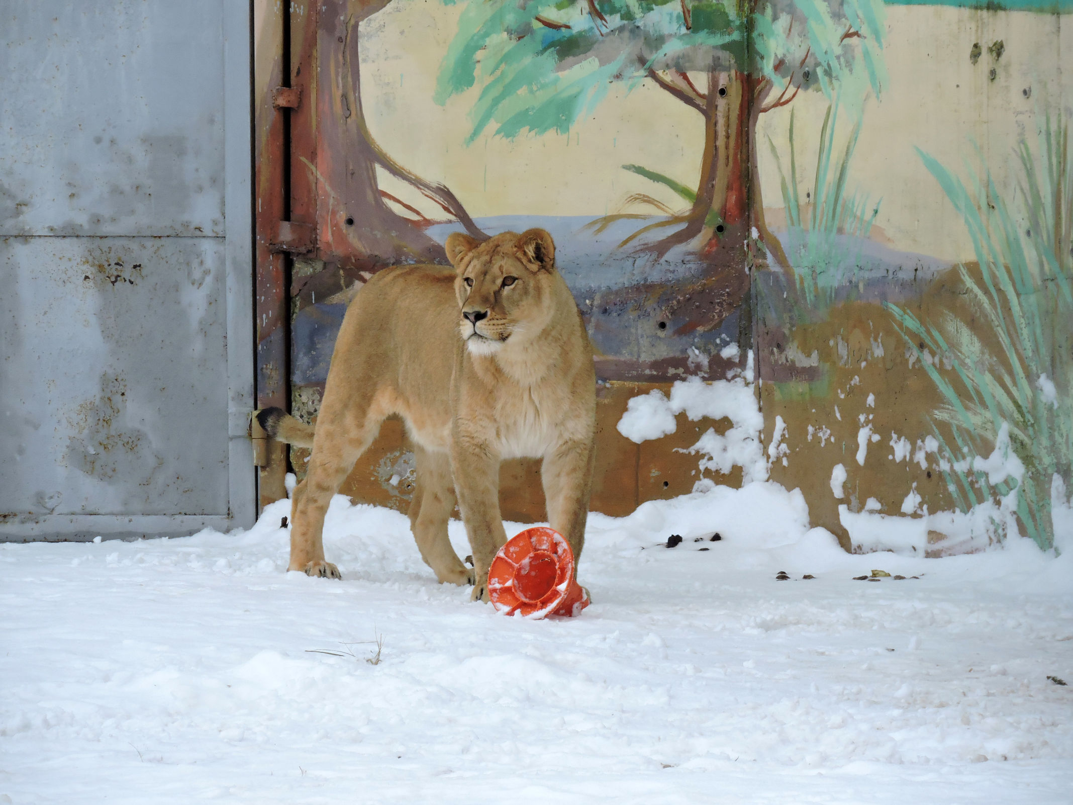Новую невесту встретил агрессивно: в Ярославском зоопарке белому льву привезли подругу