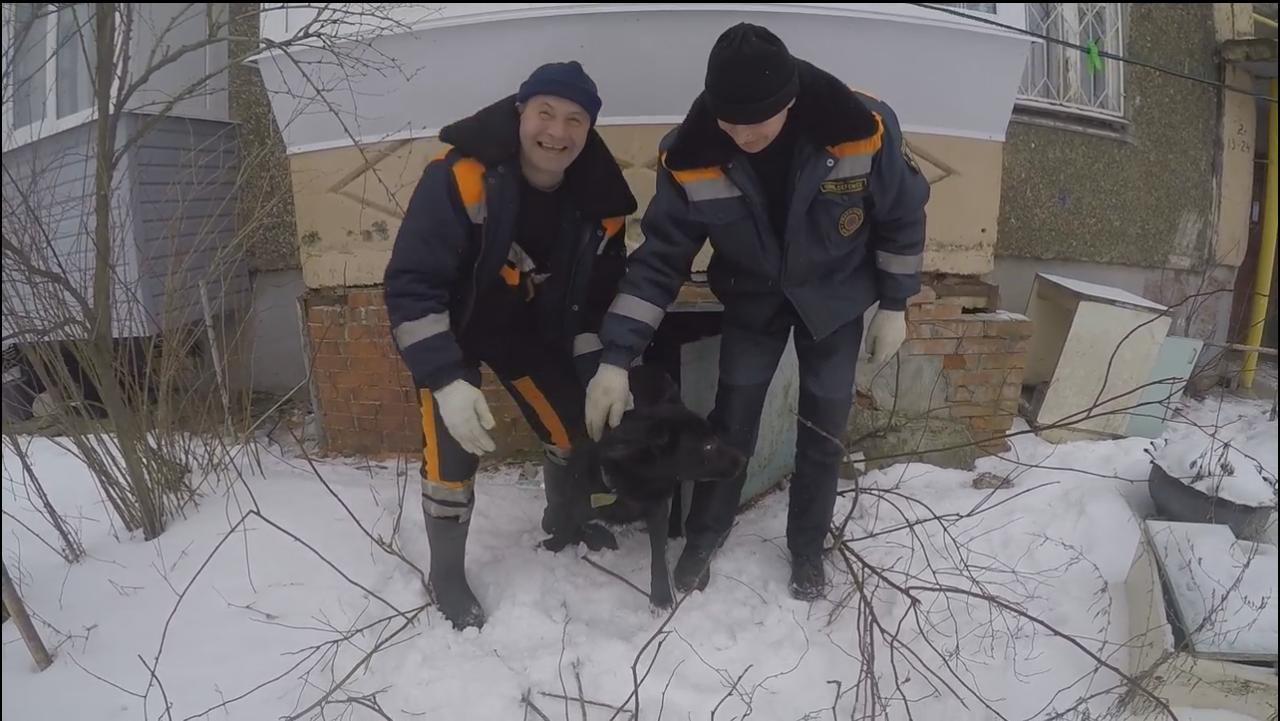 В Ярославле спасатели помогли псу выбраться из подвала: видео