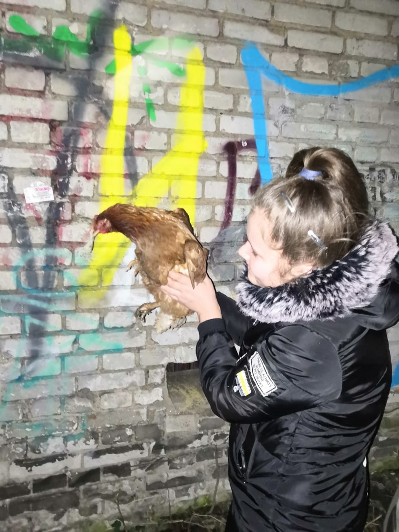 В центре Ярославля курица нашла себе временное убежище в трансформаторной  будке- Яррег - новости Ярославской области