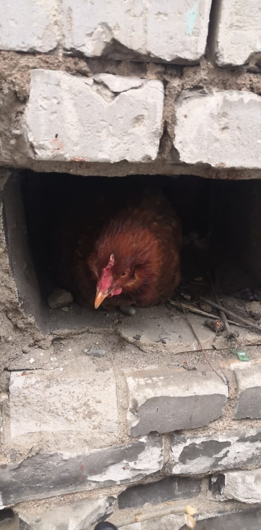 В центре Ярославля курица нашла себе временное убежище в трансформаторной будке
