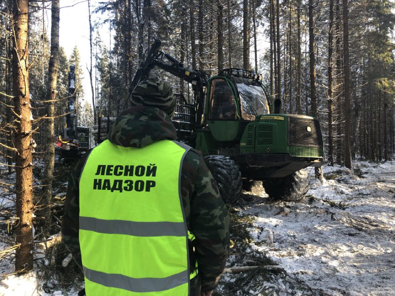 В Ярославской области количество незаконных рубок древесины сократилось в 3,5 раза