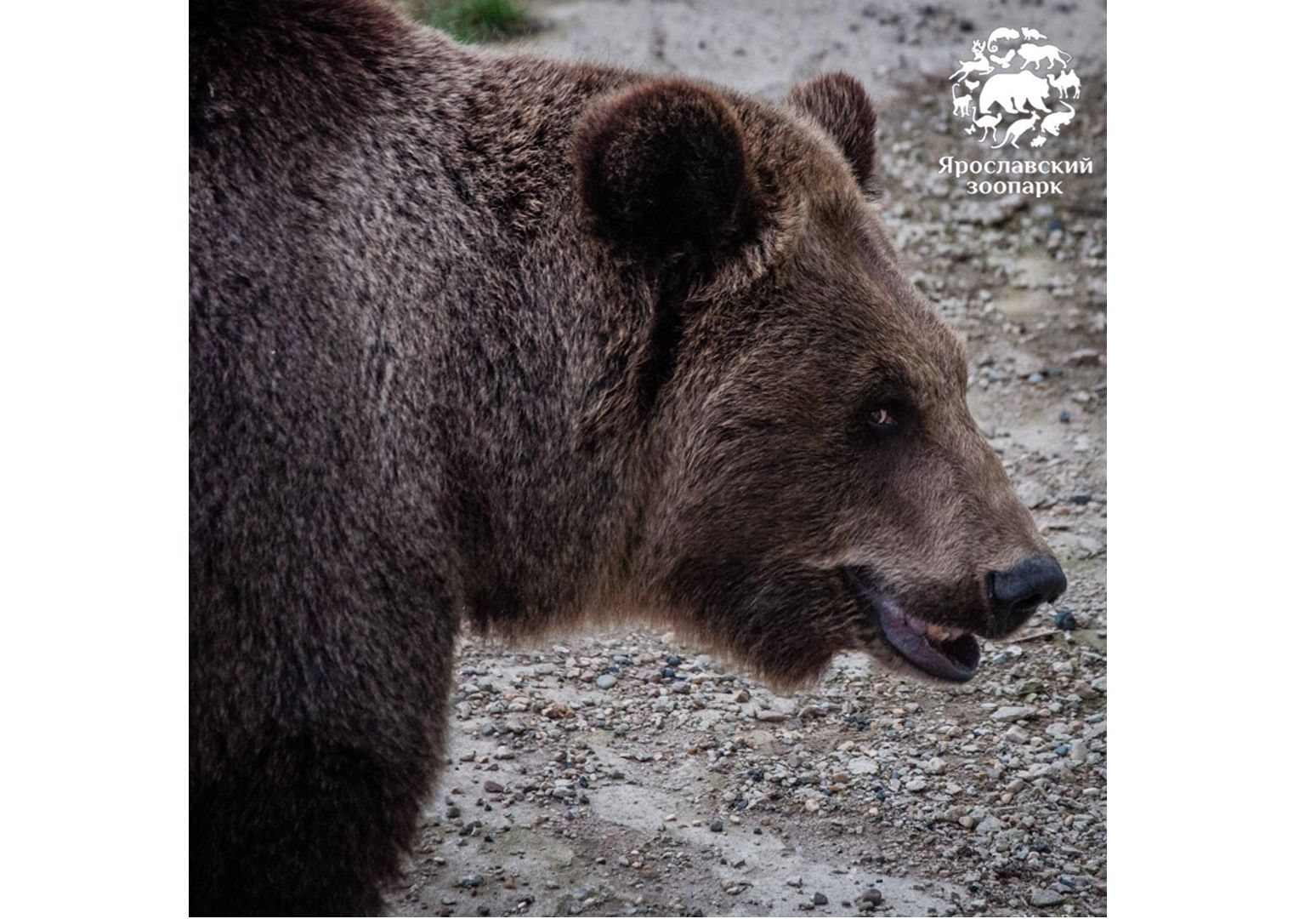В Ярославском зоопарке медведи вышли из спячки: видео
