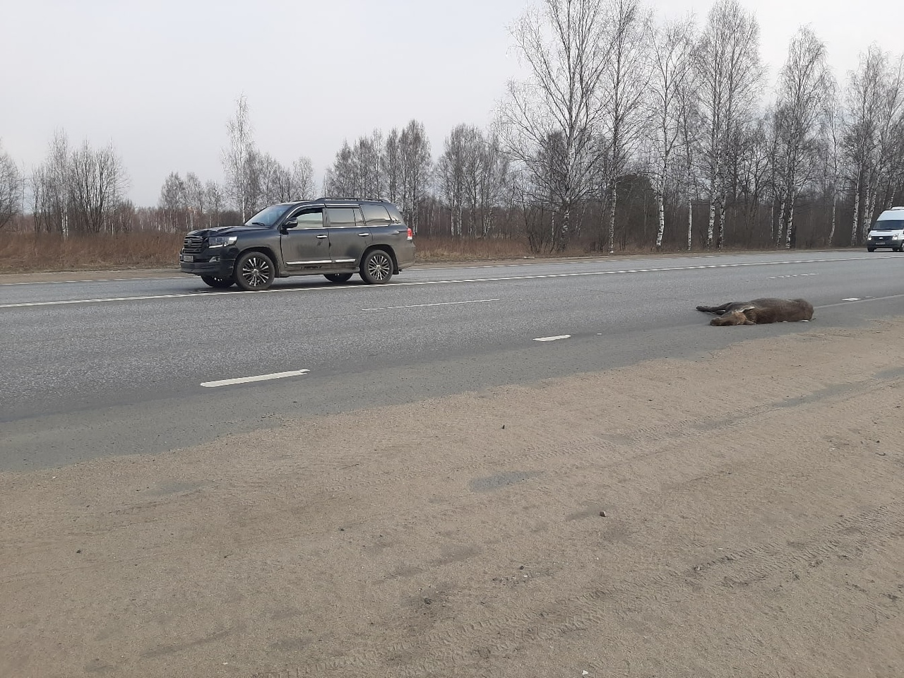В Рыбинске водитель иномарки насмерть сбил лося