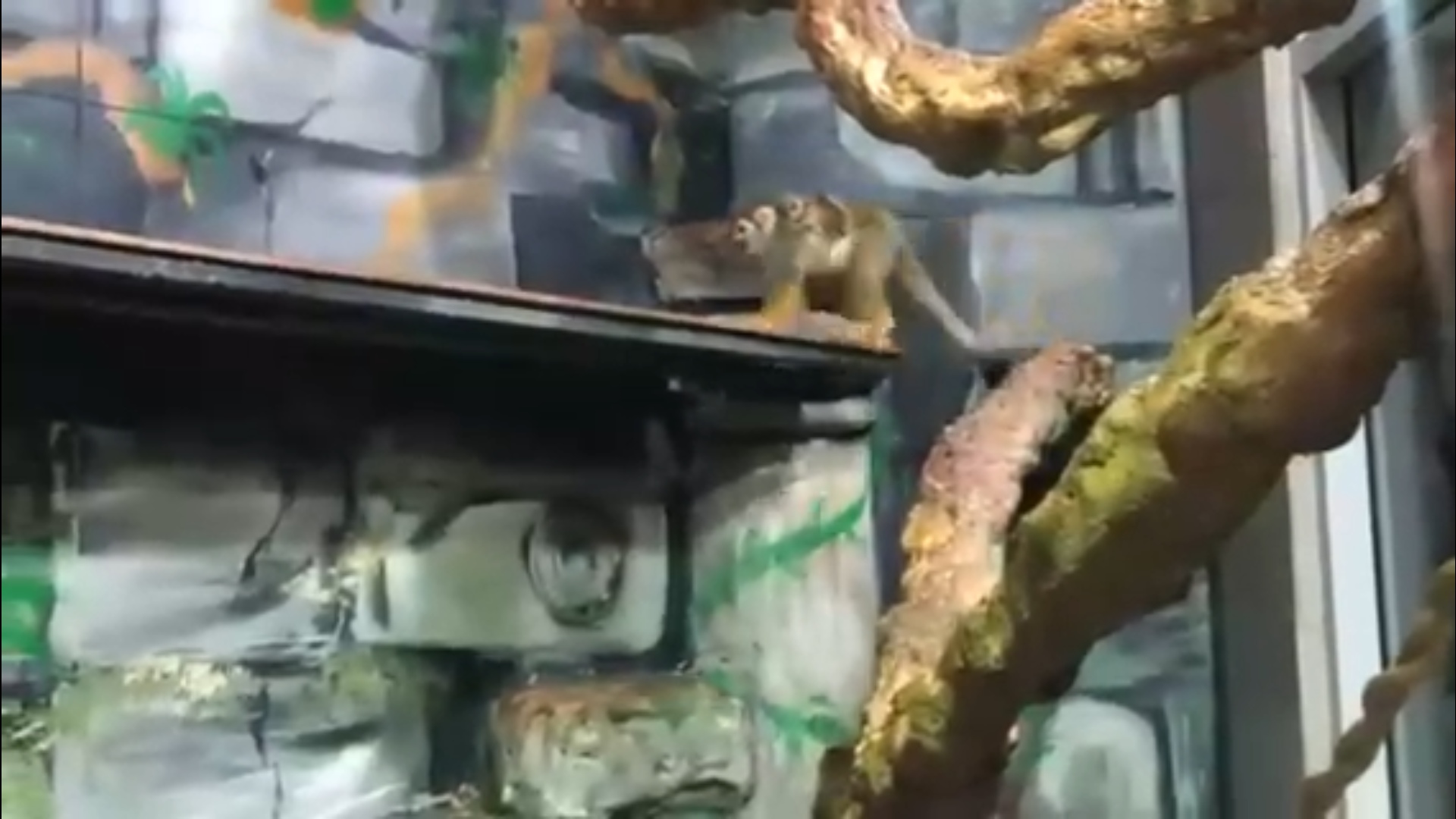 В Ярославском зоопарке пополнение: на свет появилась малышка-обезьянка саймири