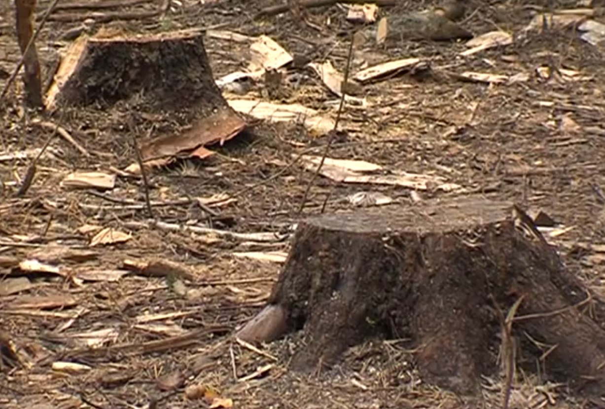В Ярославской области мужчина заплатит 630 тысяч рублей за незаконную вырубку деревьев
