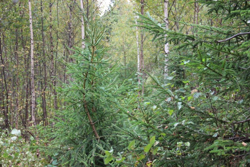 Более 50 млн рублей за использование лесов Ярославской области поступило в областной и федеральный бюджеты