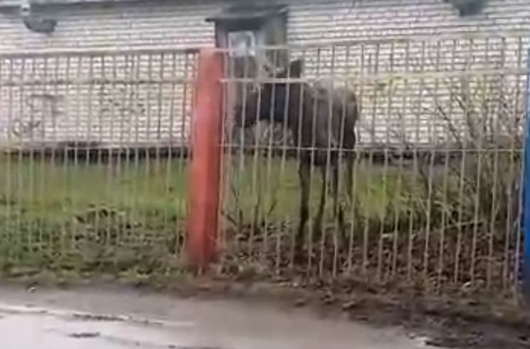 В Ярославле лось забрел на территорию детского сада: видео