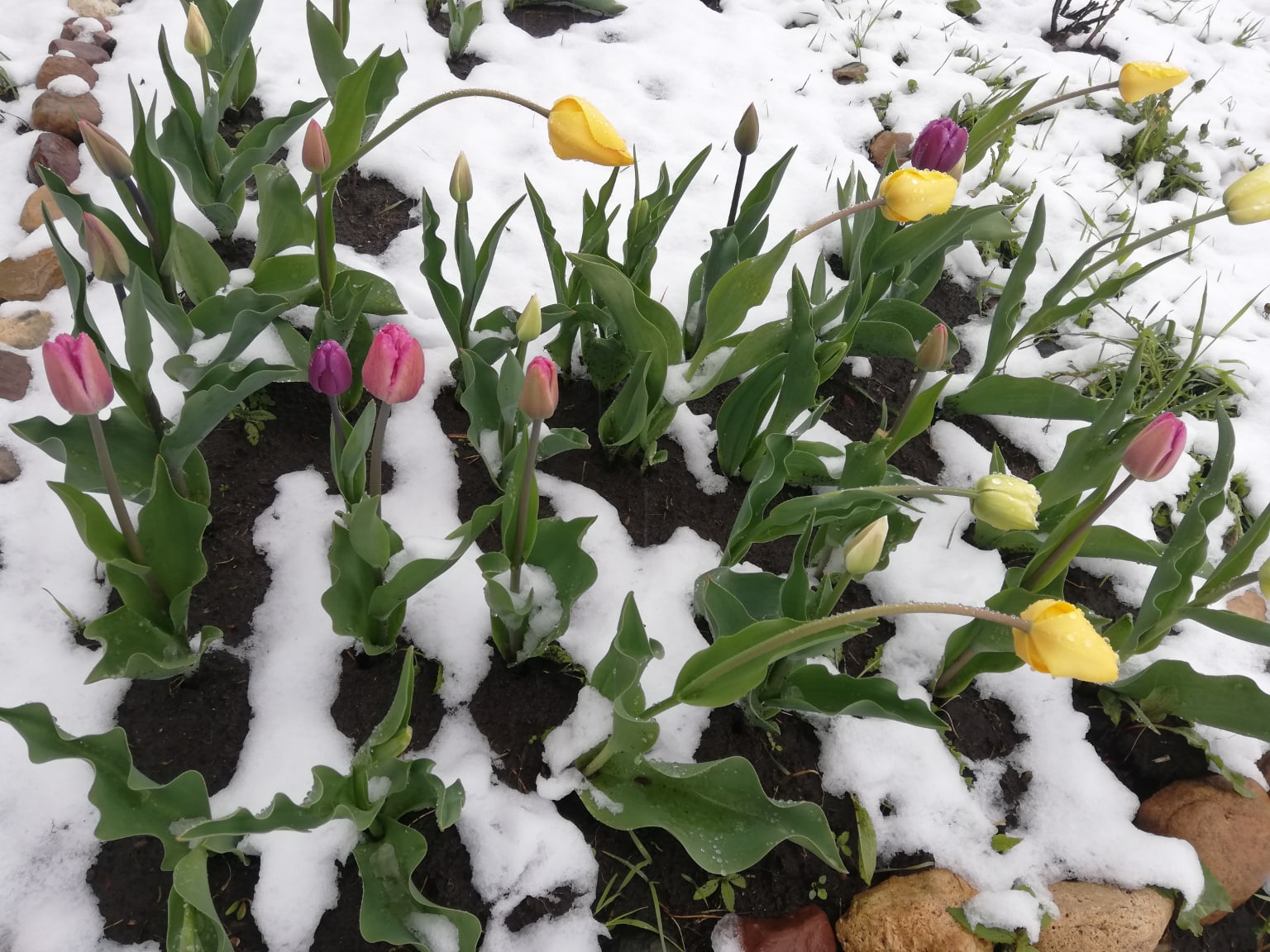Цветы в снегу: в Ярославской области люди стали свидетелями майской зимы