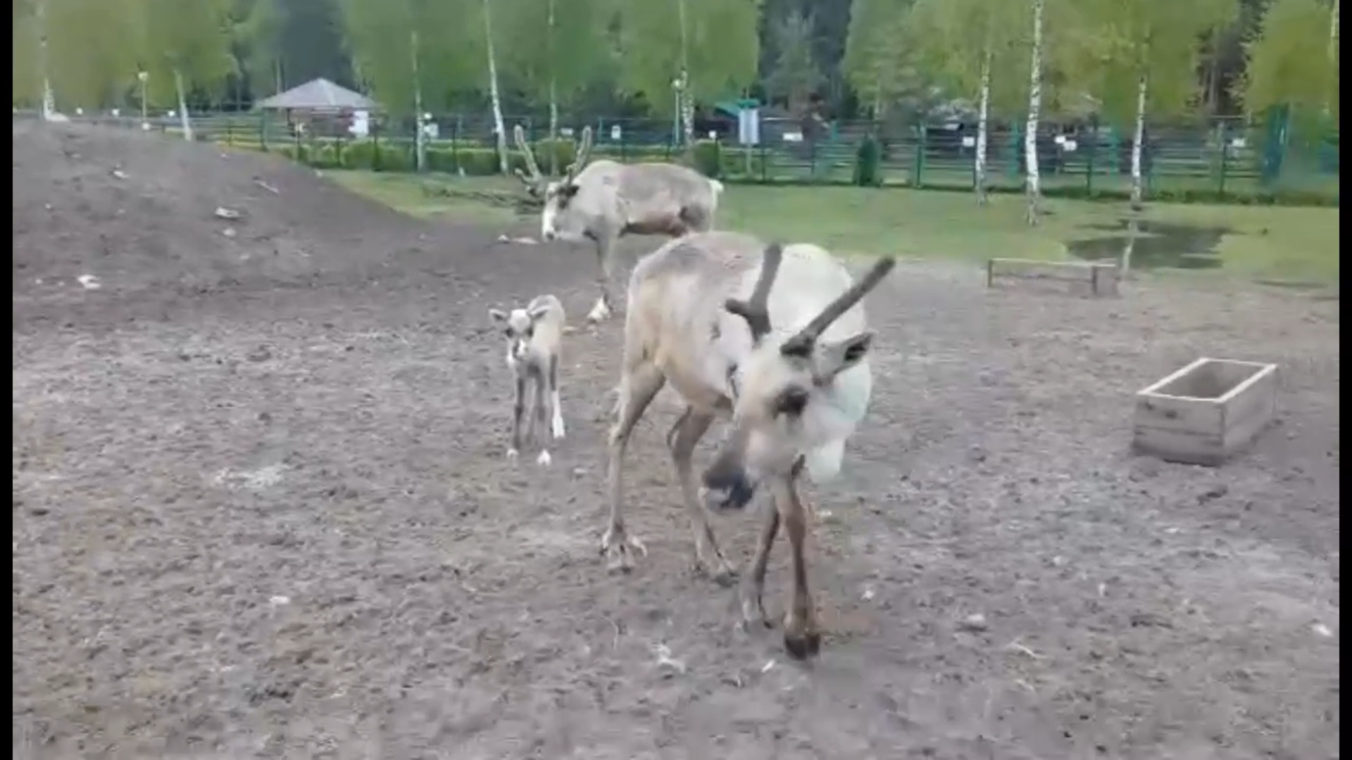 В Ярославском зоопарке родился олененок