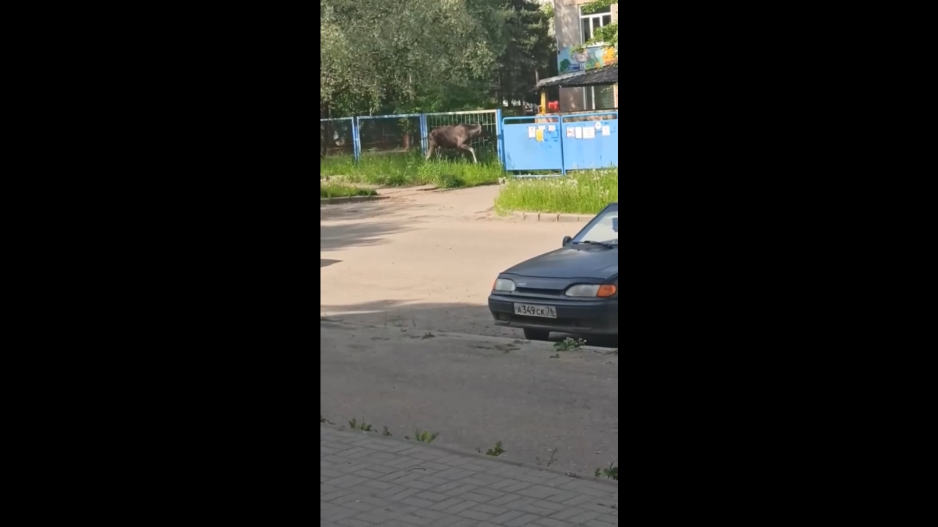 В Ярославле лось пытался попасть в детский сад