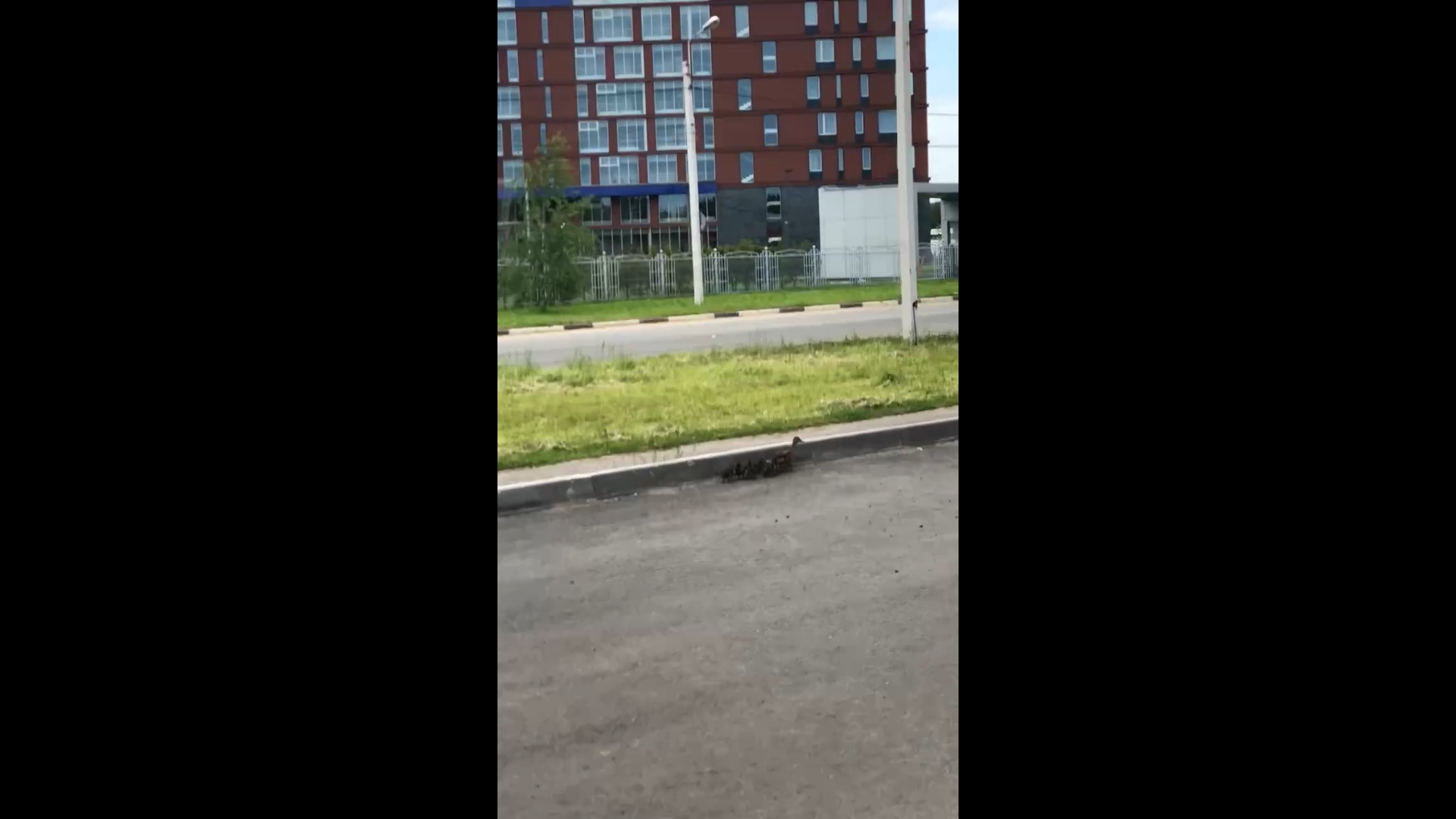 Появилось видео, как утка пытается перевести утят через оживленный проспект в Ярославле