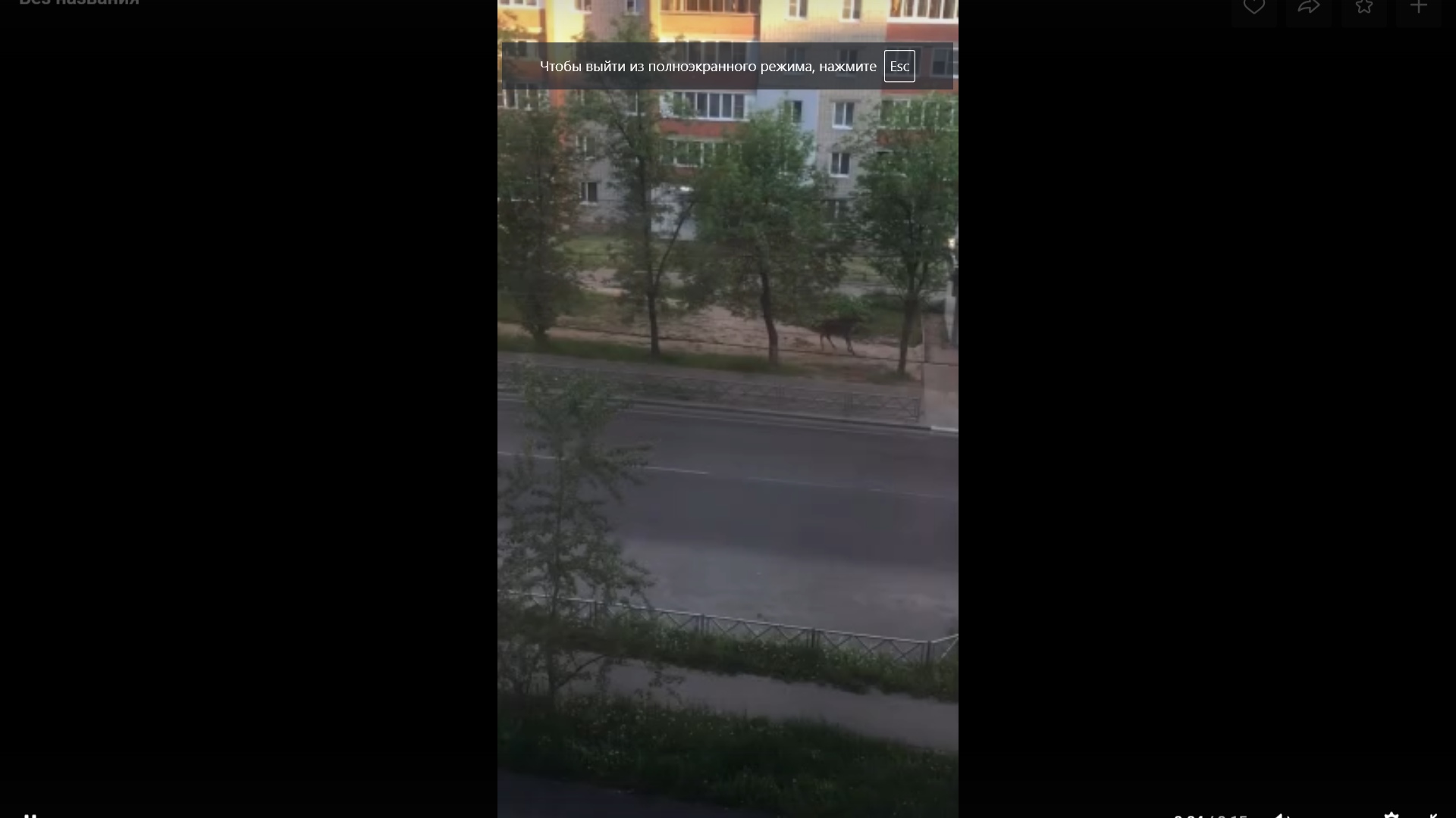 В Ярославле сняли на видео лосей, гулявших в черте города