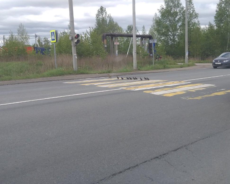 В гости к ярославцам пришла белочка