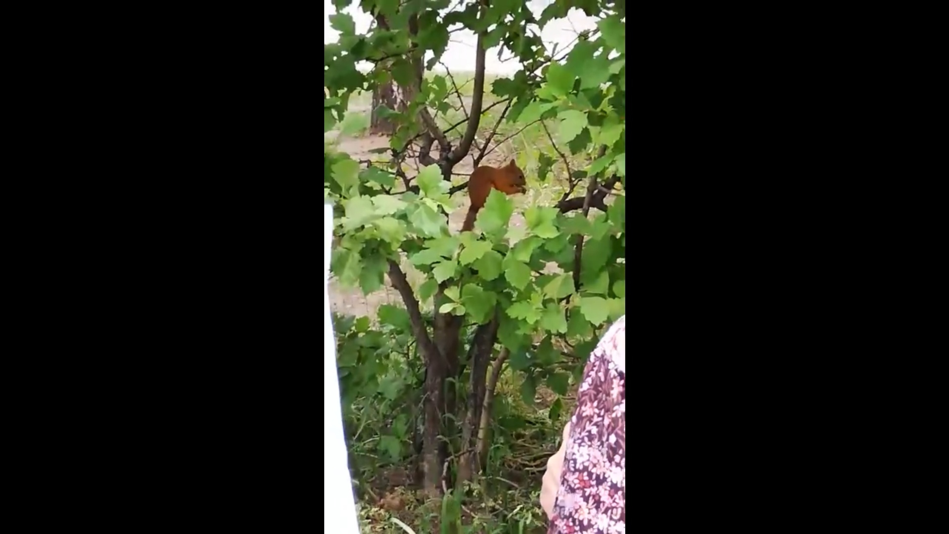 В гости к ярославцам пришла белочка