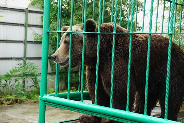 Депутаты в Ярославле пришли с гостинцами к медведице Маше
