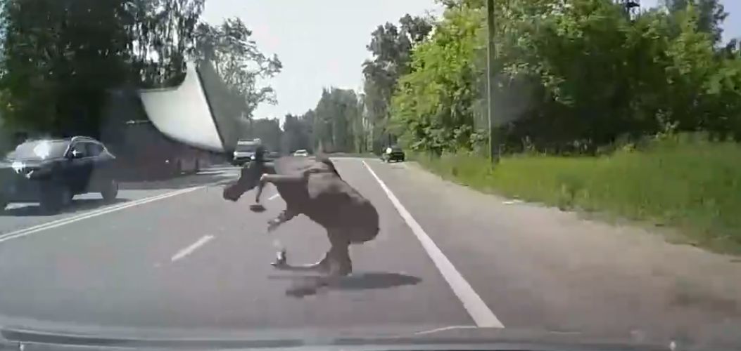 В сети появилось видео, как лосенок бросился под колеса автомобиля у школы №50 в Ярославле