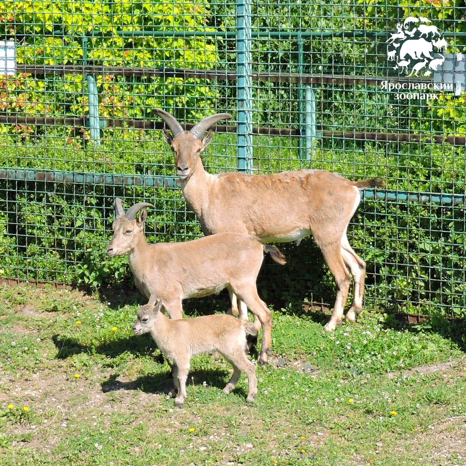 Бэби-бум в Ярославском зоопарке: на свет появились дагестанский тур, винторогие козлики, лань и ослик
