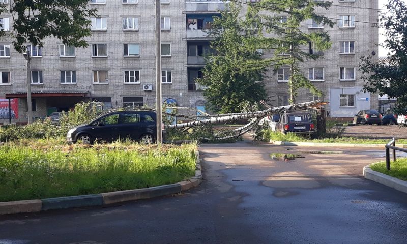 В Ярославской области сильный ветер валил деревья: фото