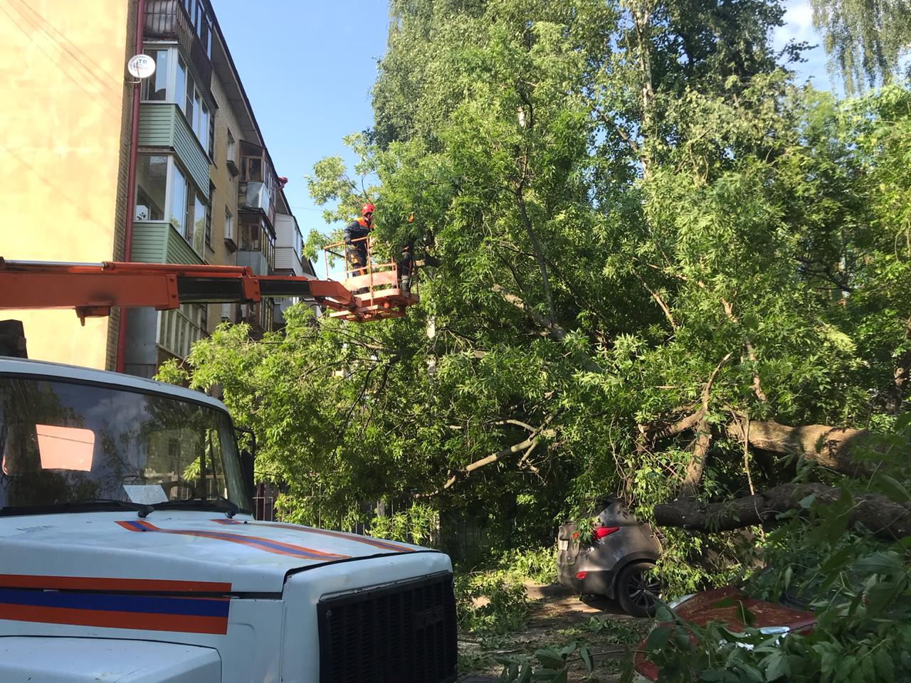 Огромное дерево упало на две машины в центре Ярославля- Яррег - новости  Ярославской области