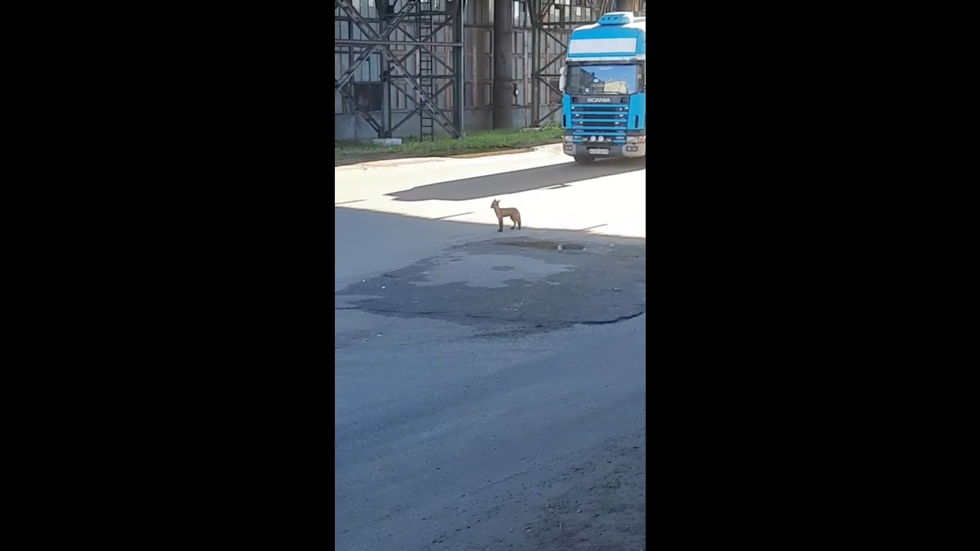 Лиса с зайцем на заводах и енотовидная собака у дороги: какие животные гуляют по Ярославлю