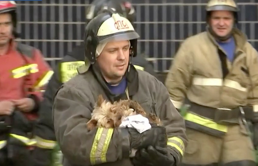 В Ярославле сотрудники МЧС спасли 150 животных в доме, где взорвался газ