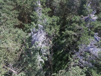В «Национальном парке «Плещеево озеро» в два раза увеличилась колония серых цапель