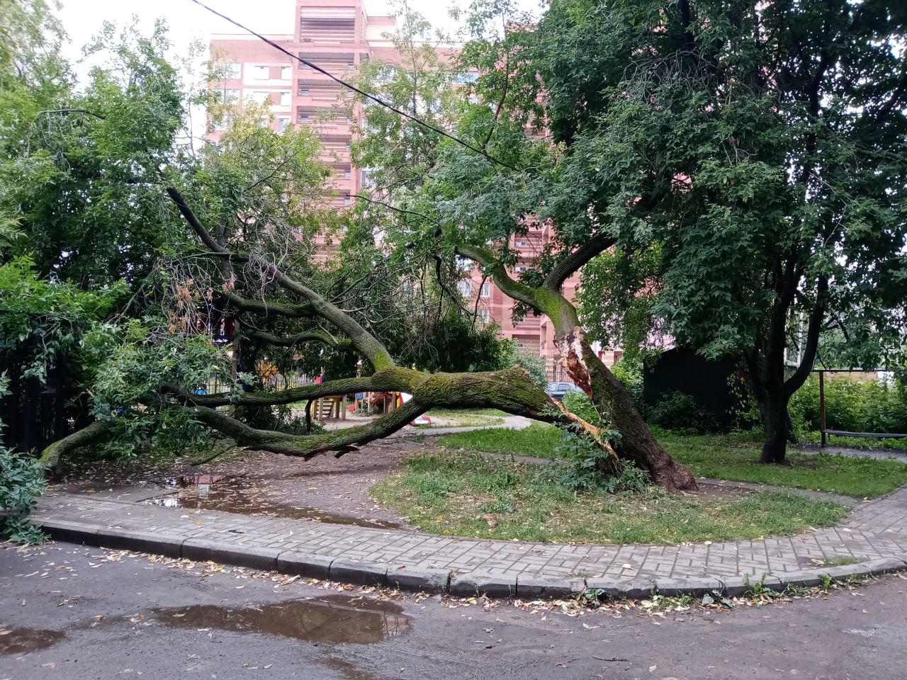 В Ярославле старый ясень упал на детскую площадку и перегородил выезд из двора