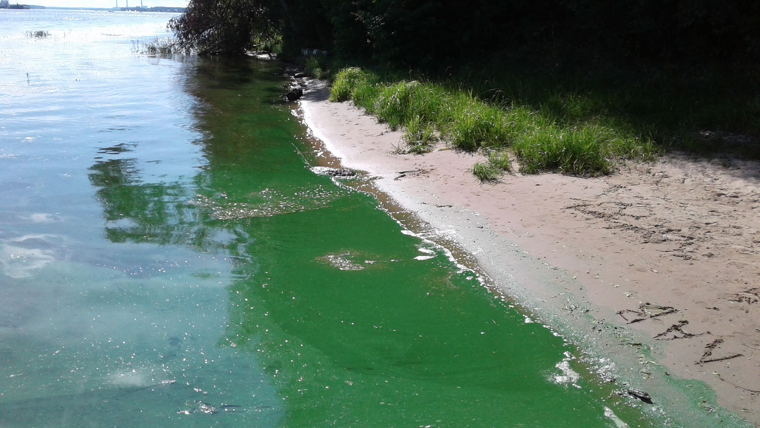 Ярославцам объяснили, почему берега рек приобрели сине-зеленую окраску