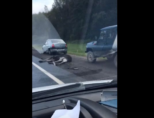 В Ярославской области водитель легковушки сбил лося