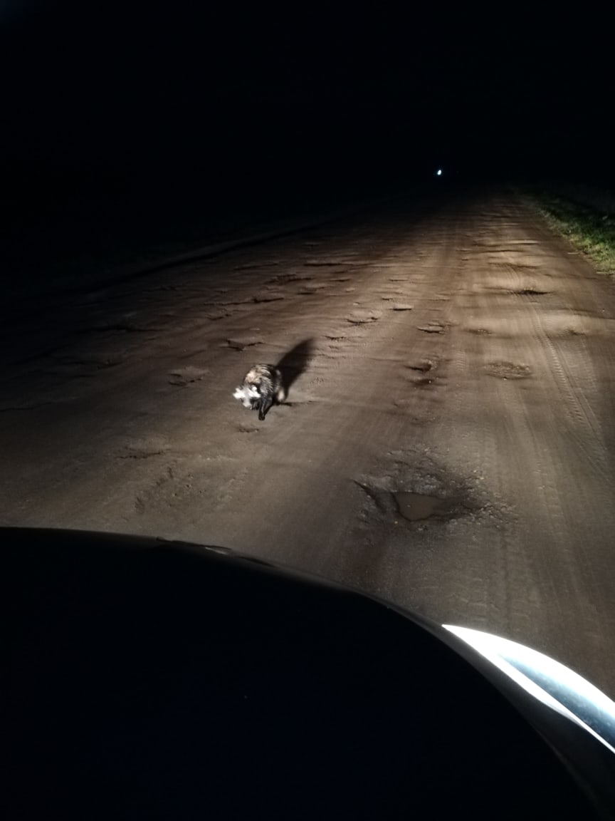 «Людей не боится»: в Ярославской области на дороге встретили енотовидную собаку