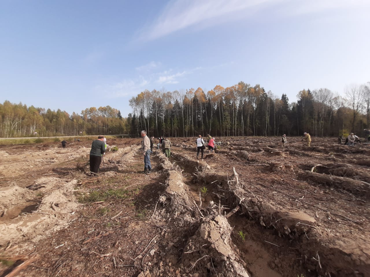 Более 60 тысяч деревьев посадили в Ярославской области в рамках акции «Сохраним лес – 2020»