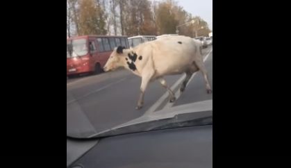 В Ярославле по Ленинградскому проспекту гуляли коровы: кадры