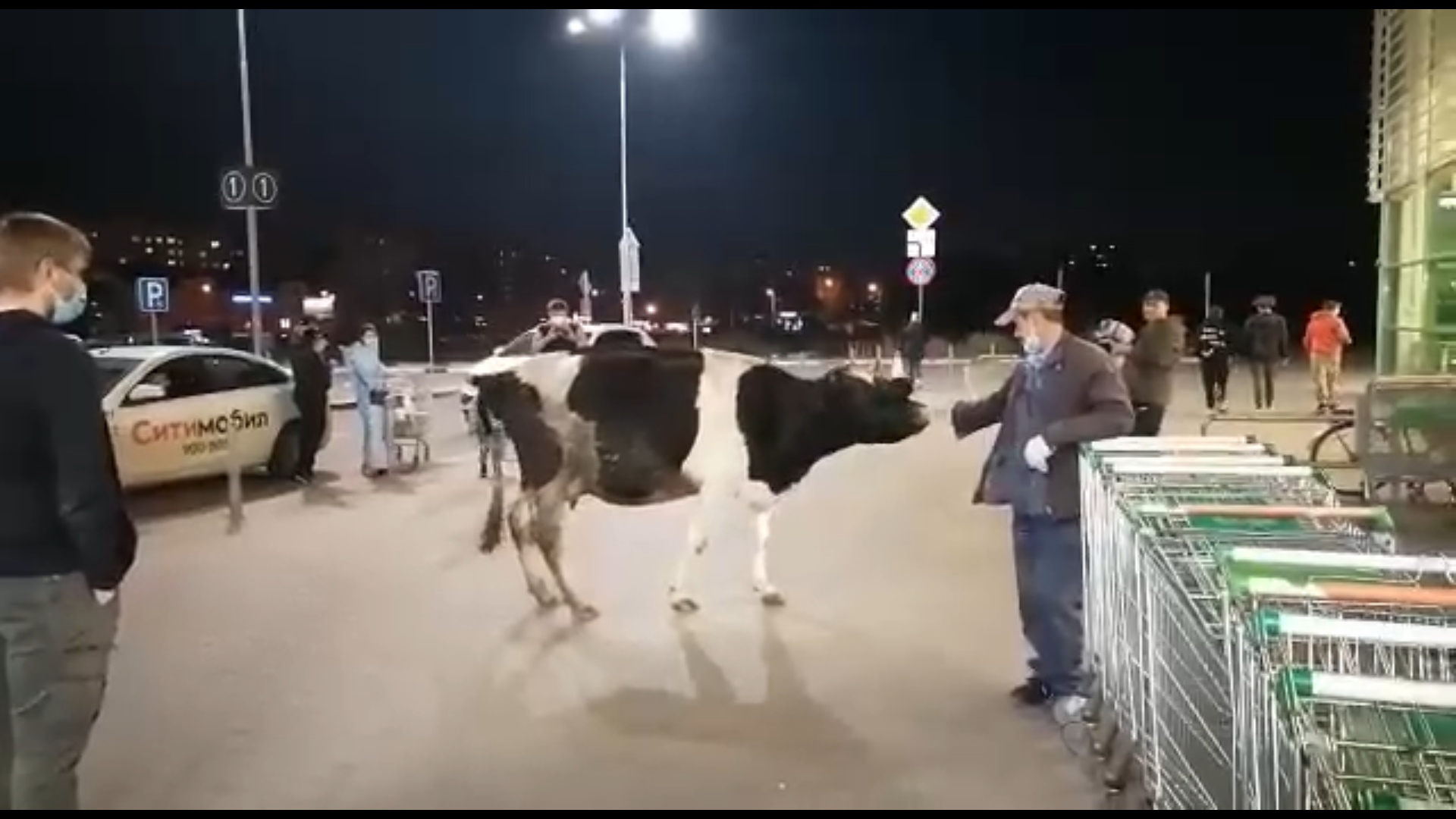 В Ярославле у торгового центра прогулялась корова
