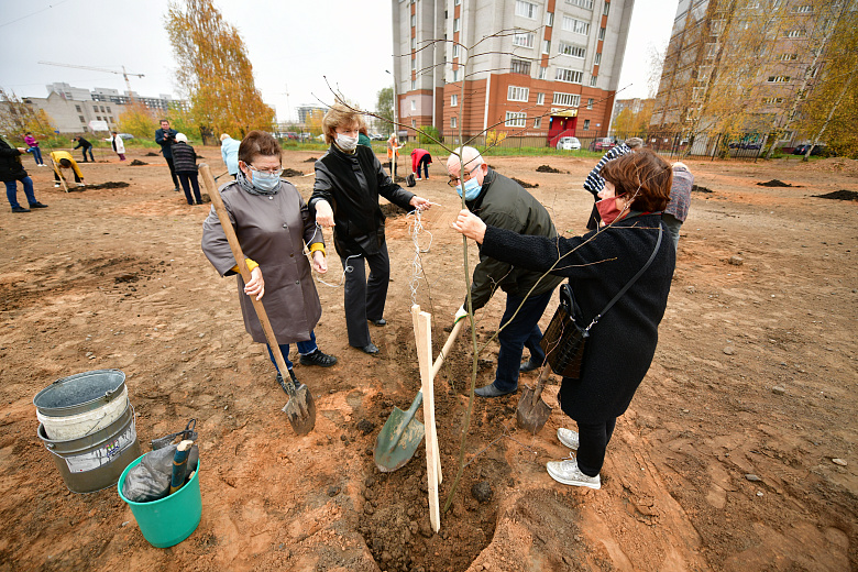 В Заволжском районе Ярославля за день посадили 50 лип