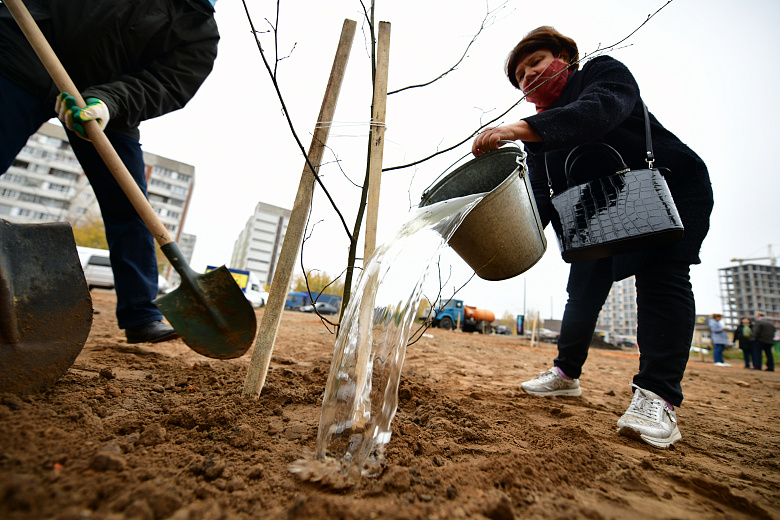 В Заволжском районе Ярославля за день посадили 50 лип