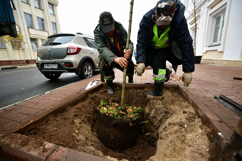 В центре Ярославля начали высаживать клены