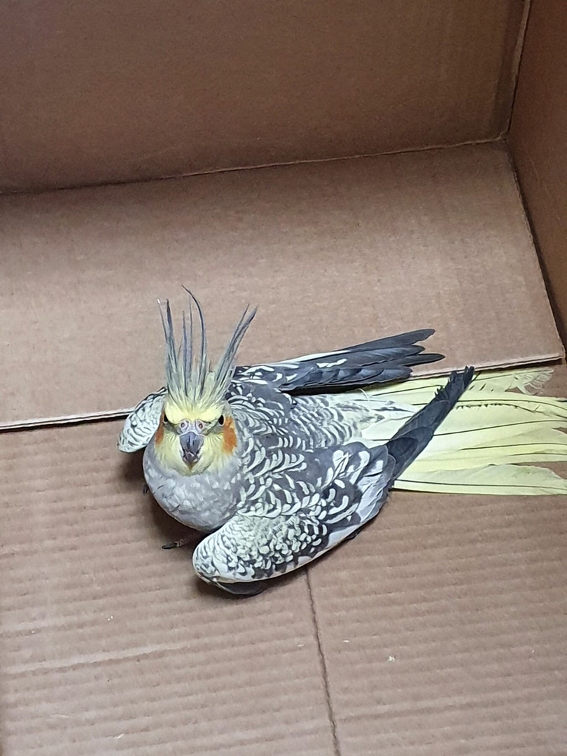 В Ярославле сбежавшего попугая спасли от стаи ворон