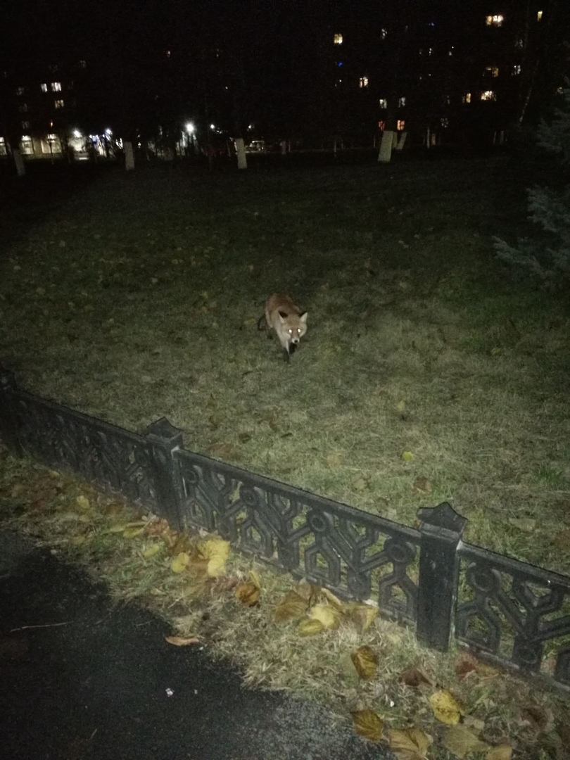 К музею в Ярославле пришла дикая лиса