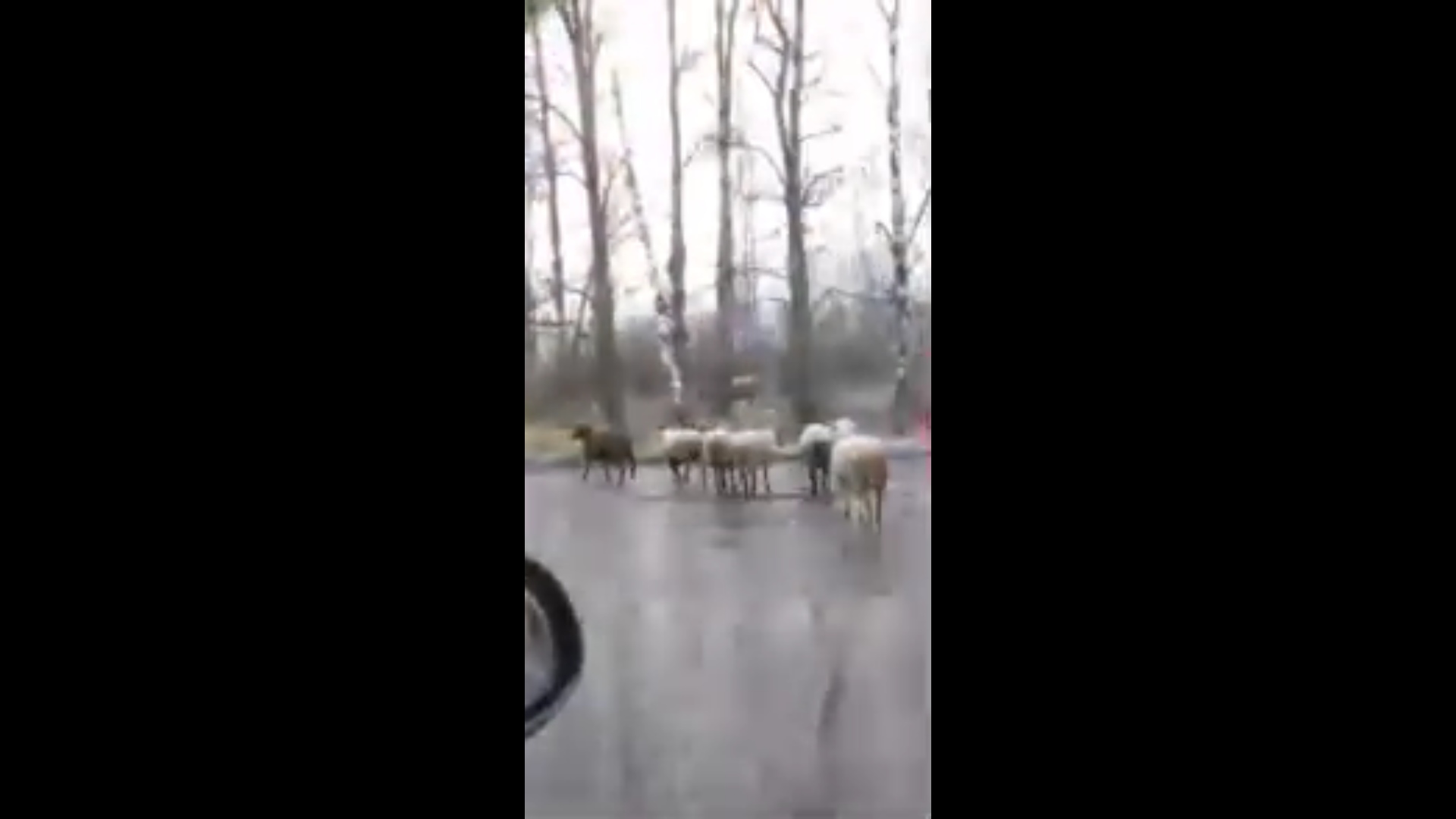 «Пастуха на них нет»: по Дзержинскому району прогулялись овцы и коровы